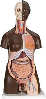 3B Scientific B37 24 Piece Deluxe African Torso Model + Free Anatomy App - 3B Smart Anatomy