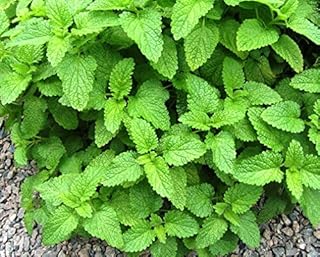 100/bag Stevia Seeds, Stevia Herb Seeds, Natural Sugar Substitute Herb Seeds bonsai plant home garden