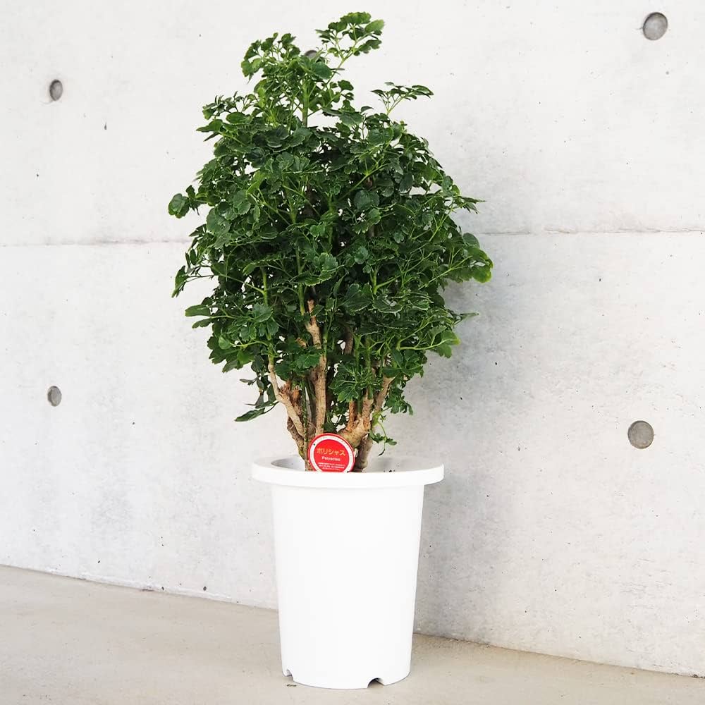 タイワンモミジ。常緑樹 。観葉植物 。鉢ごと無料で発送致します。 タイワンモミジ。常緑樹 。観葉植物 。鉢ごと無料で発送致します。