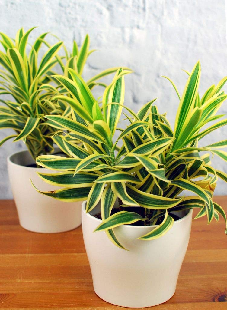 Song of india plant live,live plant for song of india (pack of 2) (B0CTCTDJ9J) Amazon Price History, Amazon Price Tracker