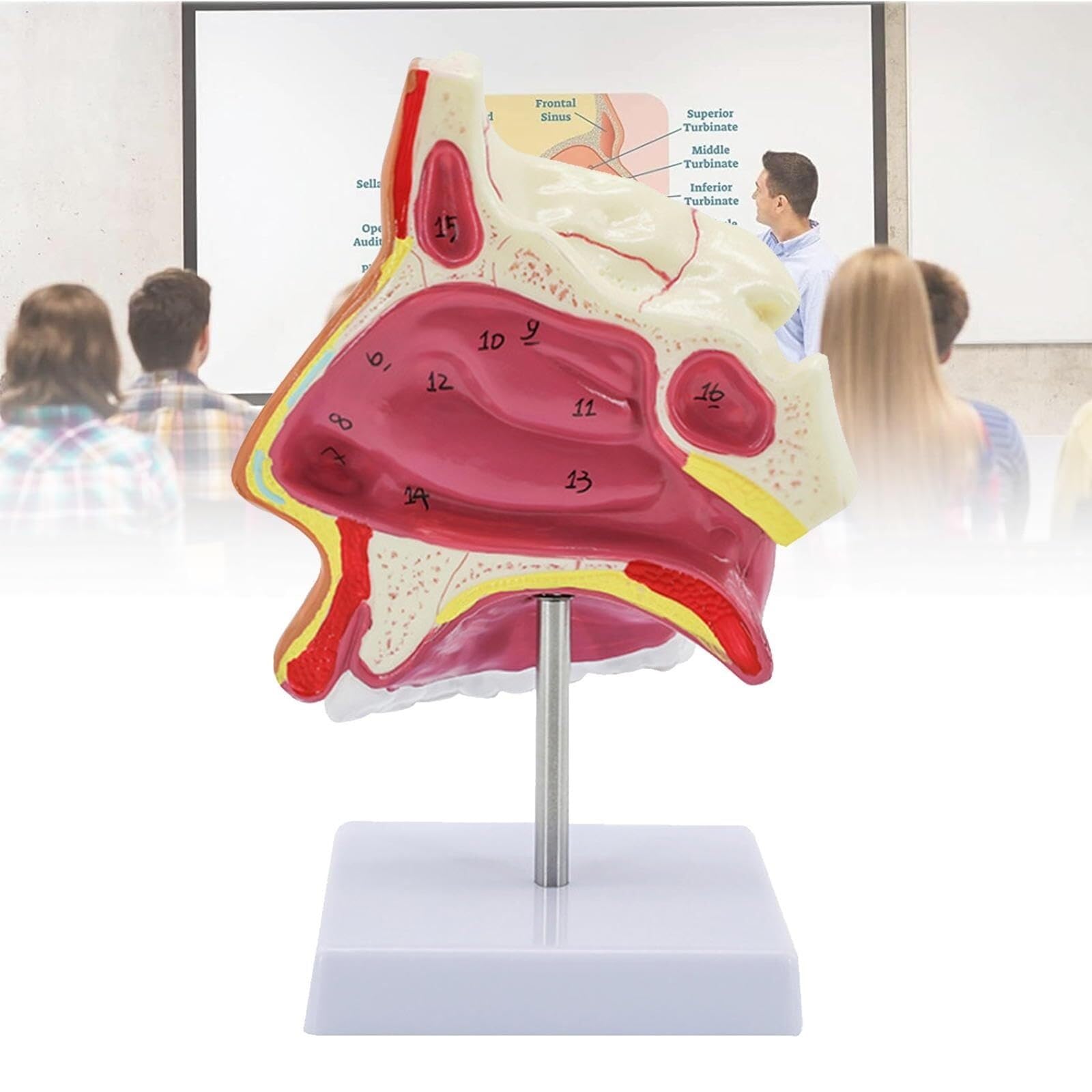 Human Anatomical Nasal Cavity Model, Nasal Cavity Model with Digital Markings and Base, Suitable for Science Classroom Learning Display Teaching