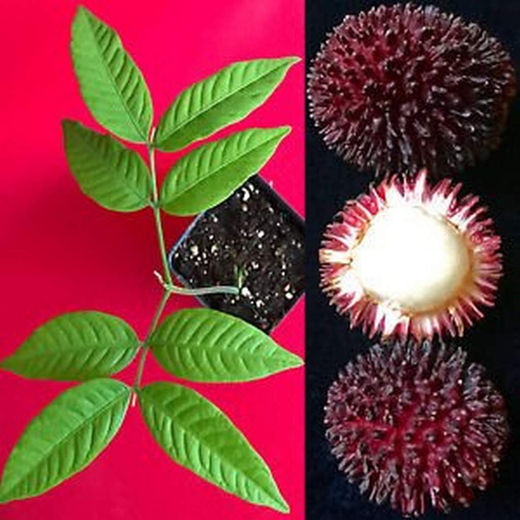 Creative Farmer Fruit Plant Pulasan Exotic Tropical Reddish-Black For Terrace Garden Plant(1 Healthy Live Plant) (B08Q8LD7HB) Amazon Price History, Amazon Price Tracker