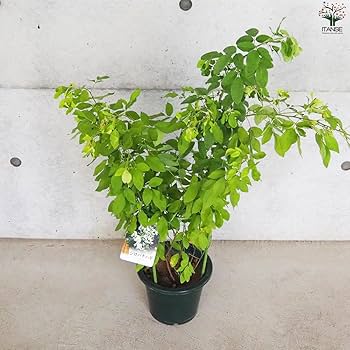 Amazon.co.jp: ITANSE 白花萩(シロバナハギ) 6号 1個売り