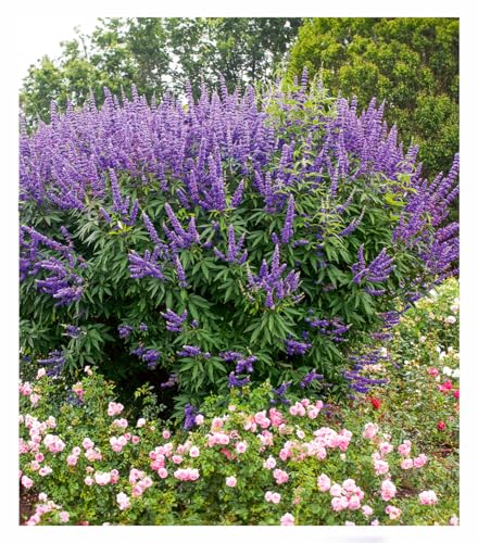 BALDUR Garten 2x Mönchspfeffer Queen Bee Pflanzen im 9x9 cm-Topf extrem lange Blütezeit & Bestäubermagnet erinnert an Sommerflieder winterhart & mehrjährig pflegeleicht robust