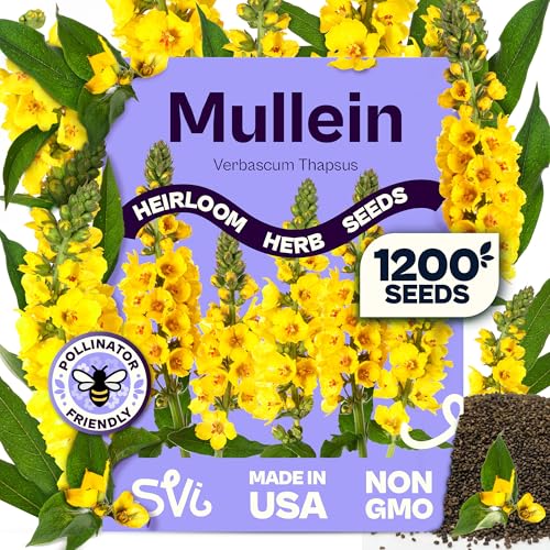 SVI 1200 Mullein Seeds for Planting (Verbascum thapsus) - Great Mullein Heirloom Non GMO Herbs 4-6 ft Spikes - Medicinal Herb Seeds for Flower and Herb Garden