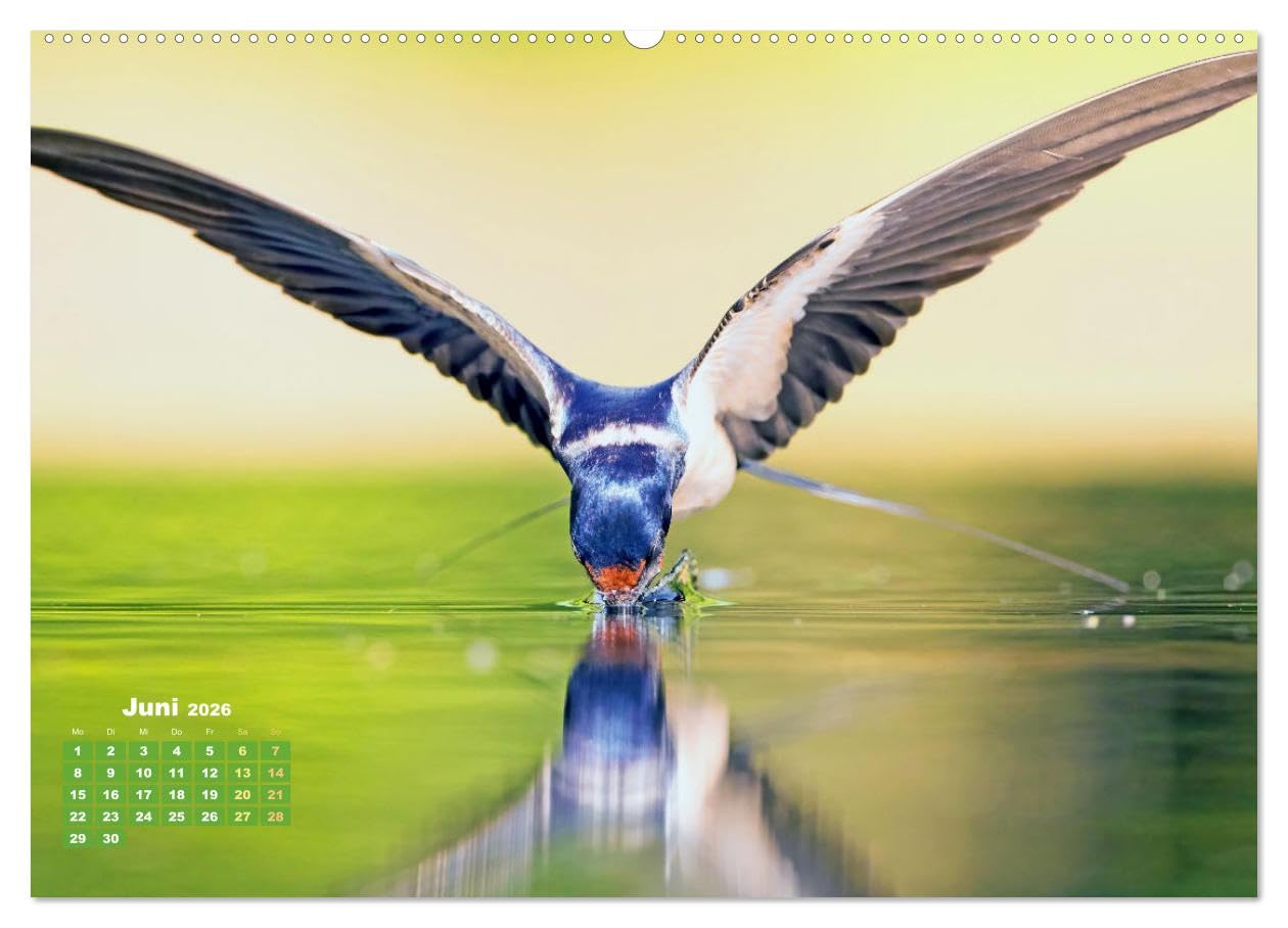 Amsel, Fink und Star: Heimische Vögel (hochwertiger Premium Wandkalender 2026 DIN A2 quer), Kunstdruck in Hochglanz: So vielfältig ist die heimische Vogelwelt (CALVENDO Tiere)