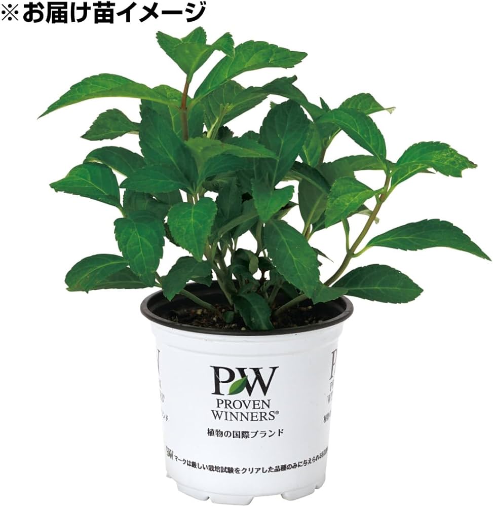 Amazon.co.jp: アジサイ 苗 苗木 ラグランジアR オーロランジュ（品種