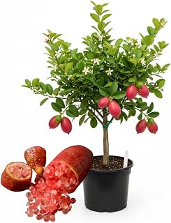 2-3 Feet Pink Finger Lime Tree Live, 3 Gallon Pot, 2-3 Feet Tall, Edible Citrus Tree for Garden, Patio, or Container, Cold Hardy, No Ship to CA