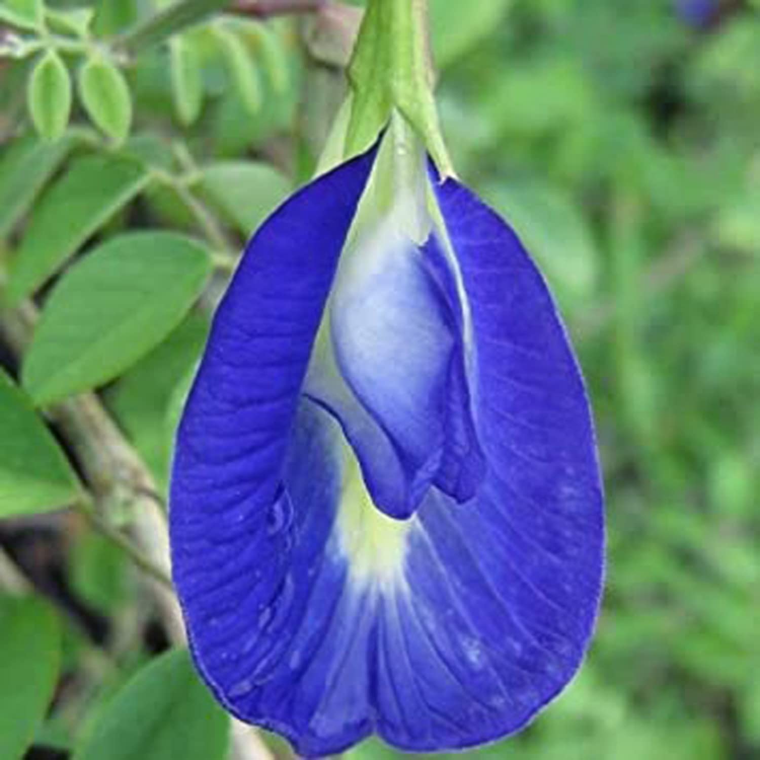 MIX Colour Seeds of Aprajita Flowers (Purple & White) Hybrid Fast Growing & Flowering Vine (B0BJ6Z3XV5) Amazon Price History, Amazon Price Tracker