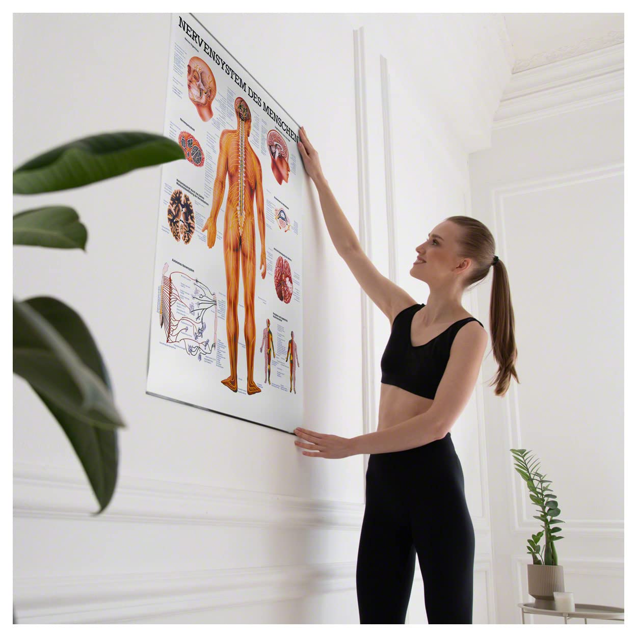 Das Nervensystem Lehrtafel Anatomie 100x70 cm medizinische Lehrmittel