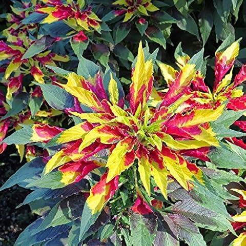 Joseph's Coat Perfecta Amaranth Seeds (Amaranthus Tricolour) 40+ Rare Non-GMO Heirloom Seeds in FROZEN SEED CAPSULES for The Gardener & Rare Seeds Collector - Plant Seeds Now or Save Seeds for Years Cover