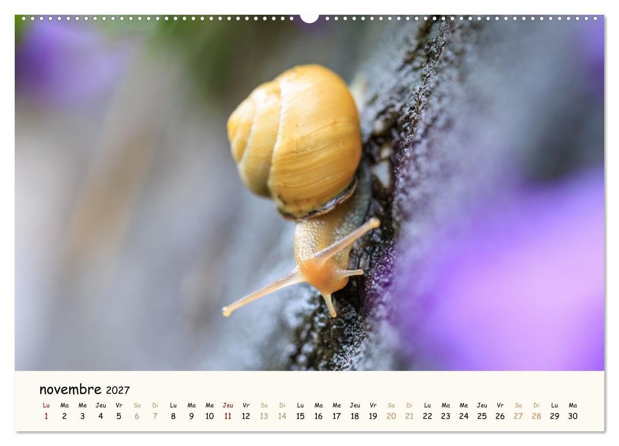 Les voisins du jardin - Une année de rencontres (Calendrier mural 2027 DIN A2 vertical), CALVENDO calendrier mensuel: Un calendrier tendre et coloré ... et fascinante des animaux de nos jardins.