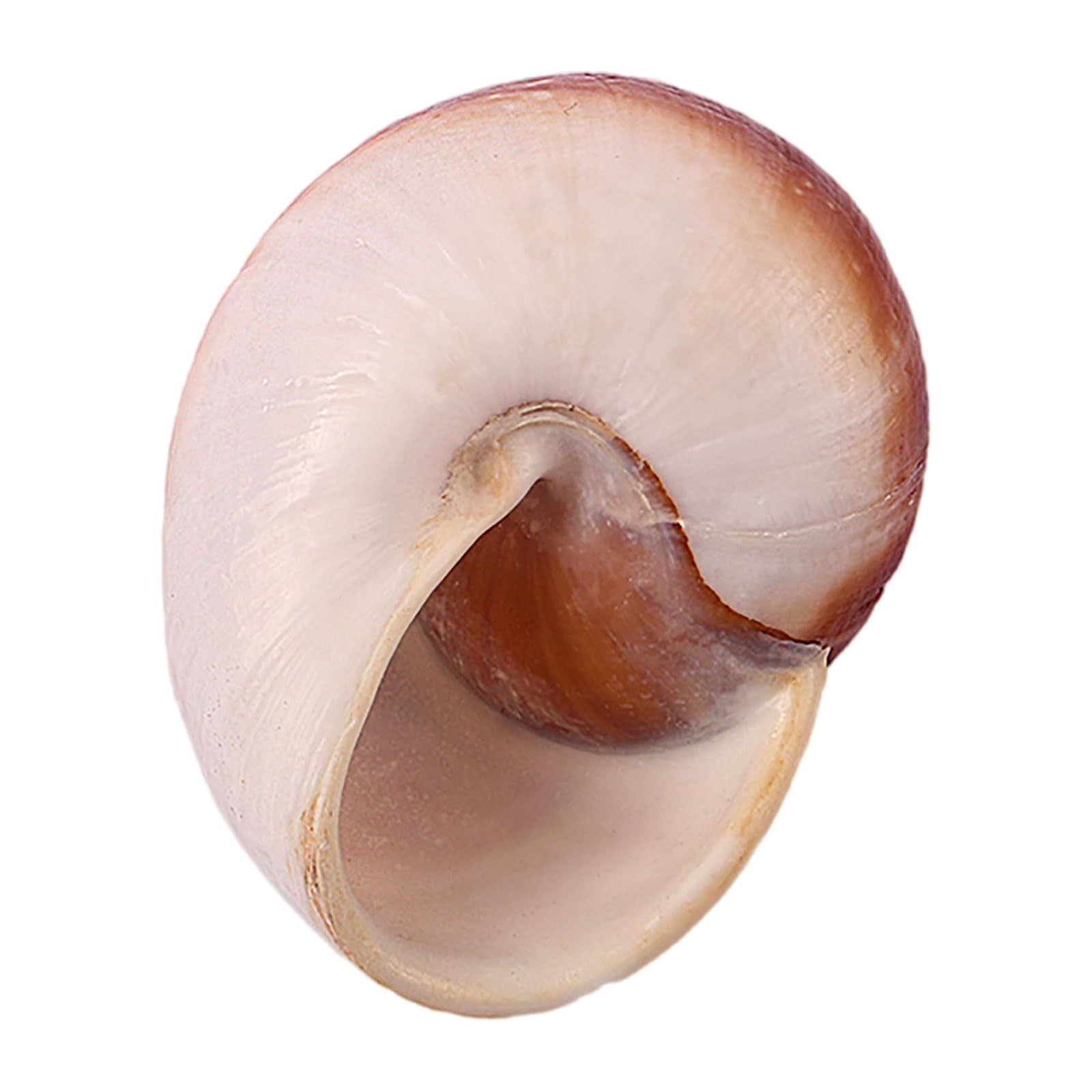 SBJKLYRN shell, Small to Medium Natural Conch Shell for Hermit Replacement Shells Fish Tank Decor(D)