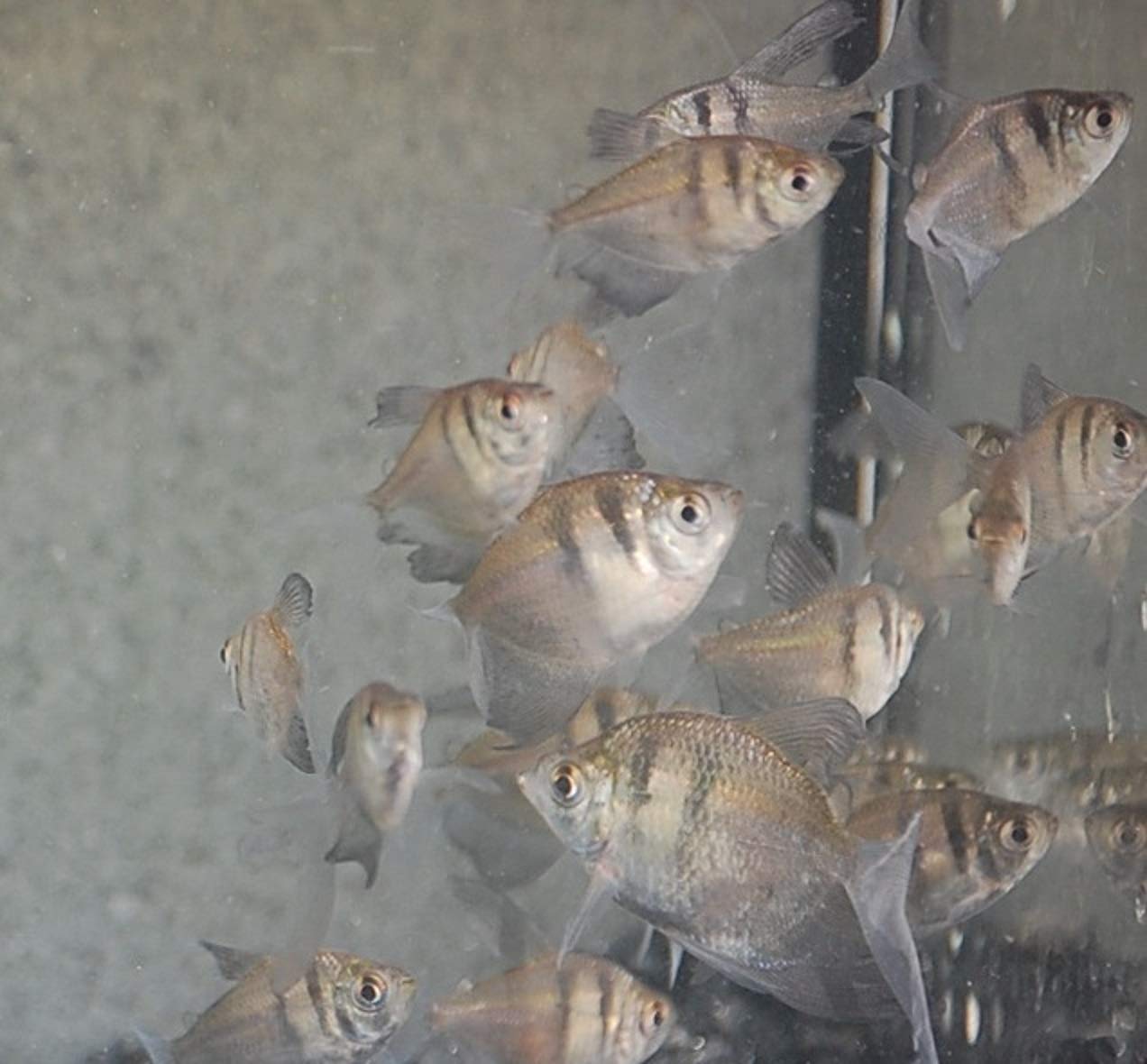 Quinn's Fins- Longfin Black Tetra- Gymnocorymbus ternetzi