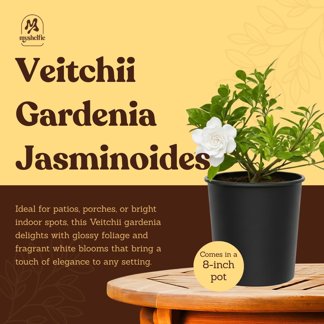 Gardenia Jasminoides 'Veitchii' White Fragrant Flower Evergreen 1 Gallon Outdoor Plant Everblooming Plant Fragrant Flower Aromatic Scented