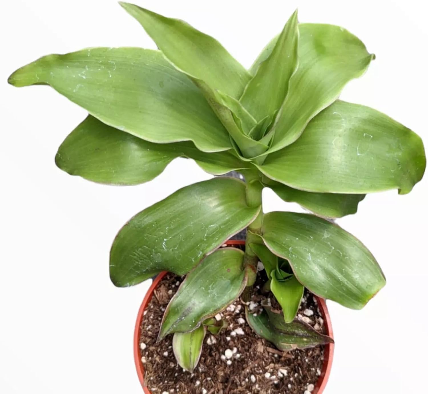 Callisia fragrans 'Basket Plant' Houseplant