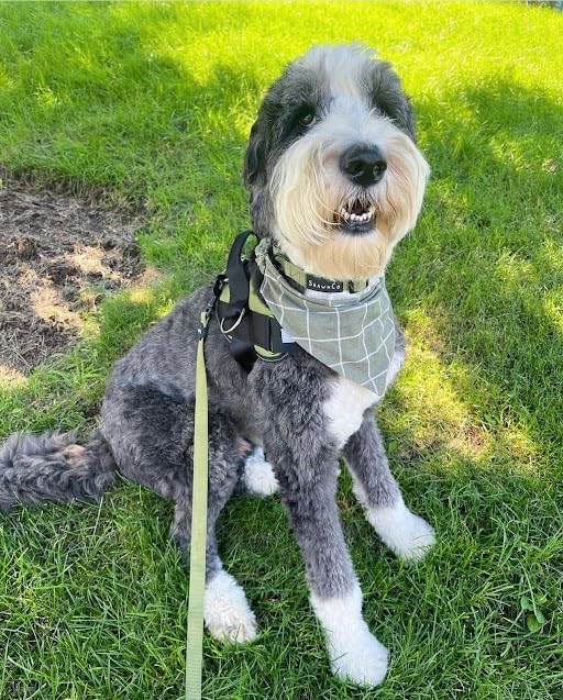 ShawnCo Essential Harness, Leash & Collar Set (Olive Green, S)