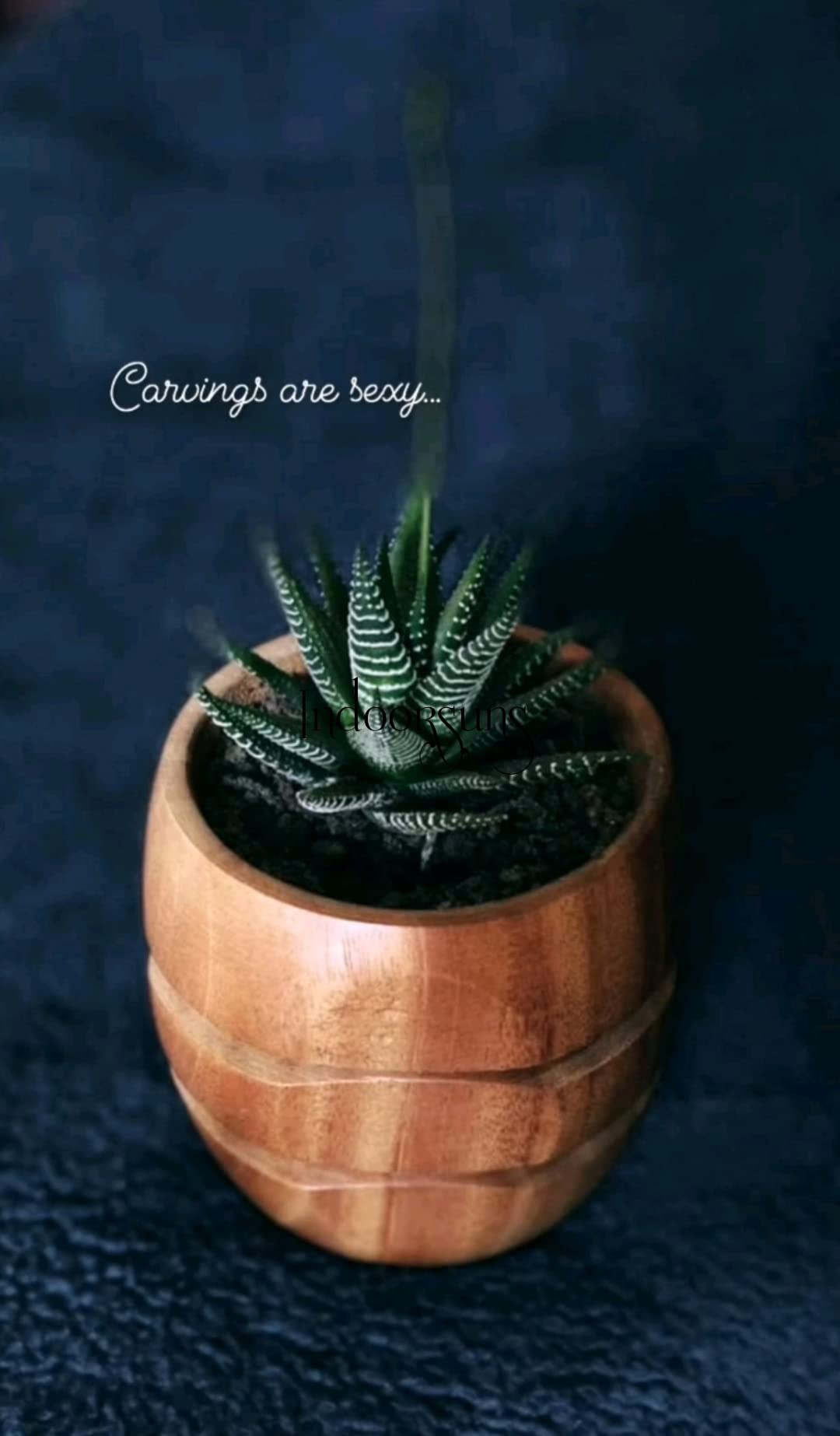 Sponsored Ad - Echinofossulocactus phyllacanthus Cactus Live Plant(Brain Cactus)