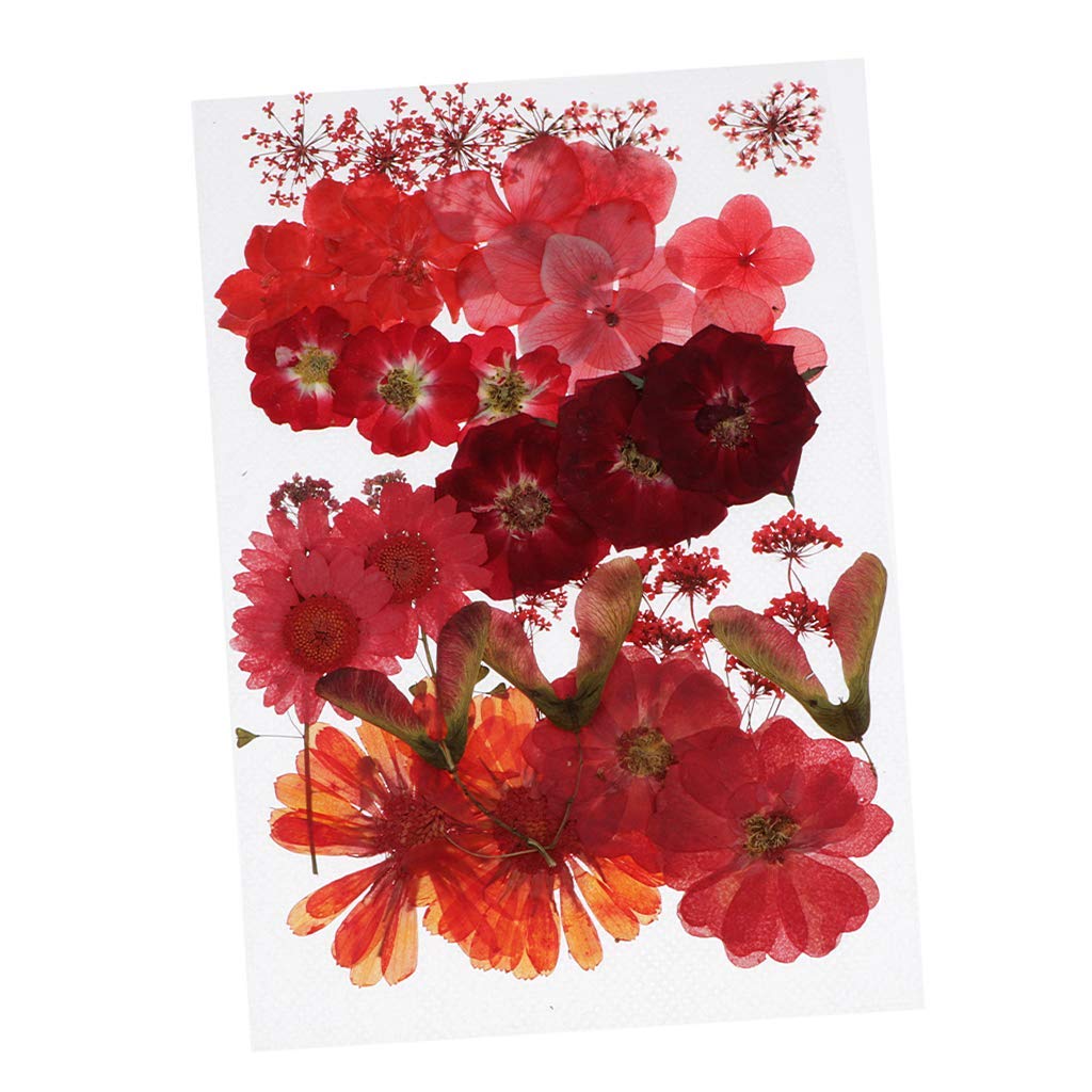 Echte getrocknete gepresste Blumen Blätter für Kunsthandwerk DIY Silikon Untersetzer Harz-Formen perfekt für DIY Handy Shell handgemachte Lesezeichen Scrapbooking – Rot