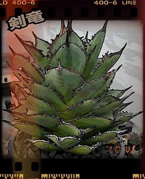 Amazon.co.jp: アガベ チタノタ 剣竜 強棘 タワーオブバベル