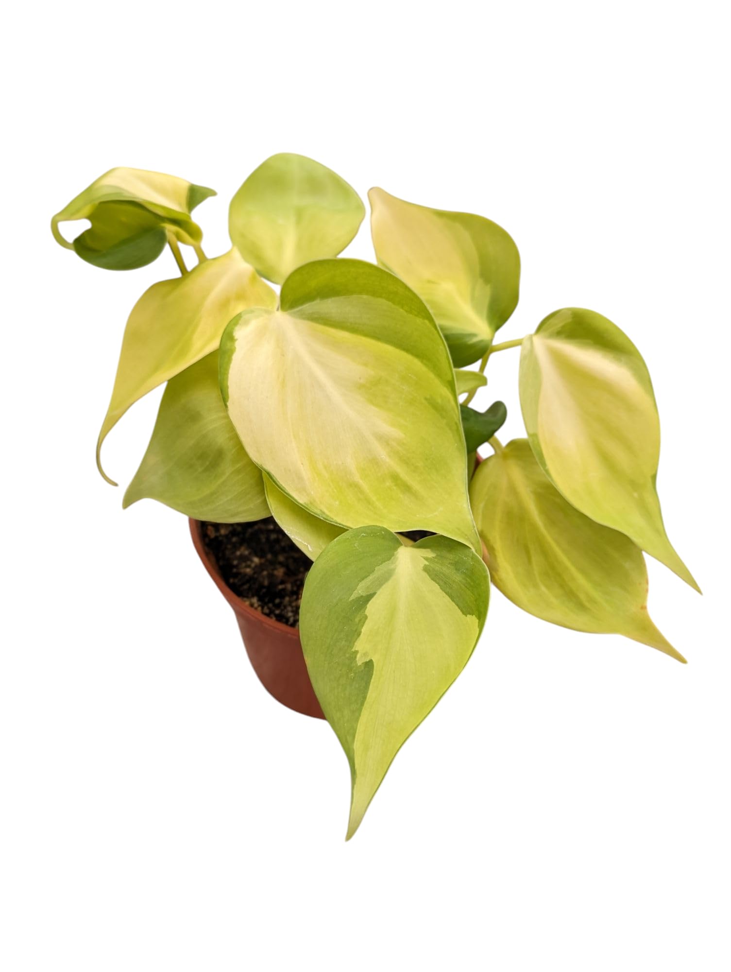 Amazon.com : Philodendron Brasil, Live Indoor Plant in 4 inch Pot,  Variegated Heart-Shaped Leaves : Patio, Lawn & Garden