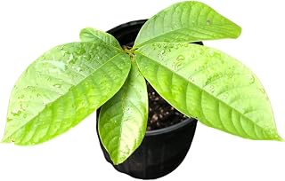Smoke Camp Crafts Pawpaw (Asimina triloba) Tree Seedling, Native Fruit Tree, Zebra Swallowtail Host Plant