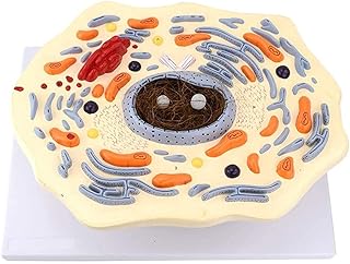 Anatomy Model, Animal Cell Model, Scientific Human Anatomy, Animal Thin Chest Model Animal Cell Structure Microscopically Magnified Golgi Mitochondrial Organism, Science Kits, Lab Supplies
