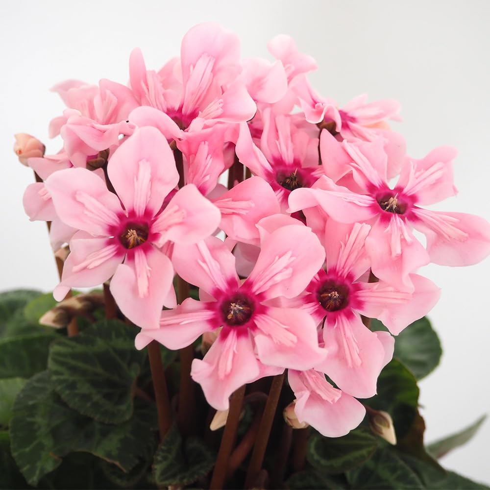 Amazon.co.jp: ITANSE シクラメン イリュージア ピンクラテ 4号