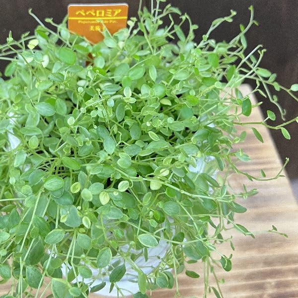 在庫1点のみ ペペロミア 美依子 斑入り 抜き苗 在庫1点のみ ペペロミア