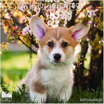 2027 Puppy Corgi Wall Calendar, 12 x 24 Pacific Waters Press