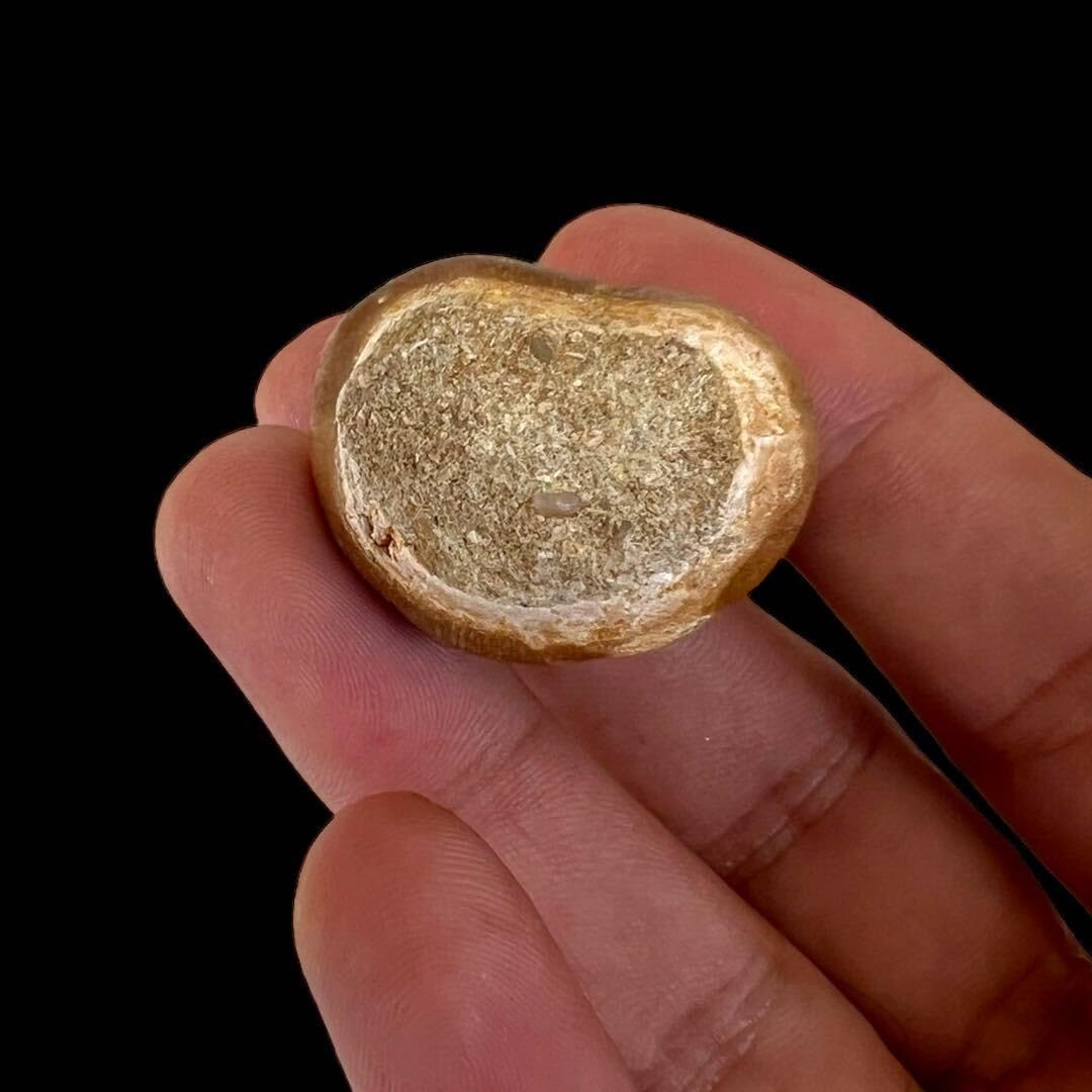 Amazon | #グロビデンス化石歯-32mmx30mm 303 | 化石・発掘 | おもちゃ