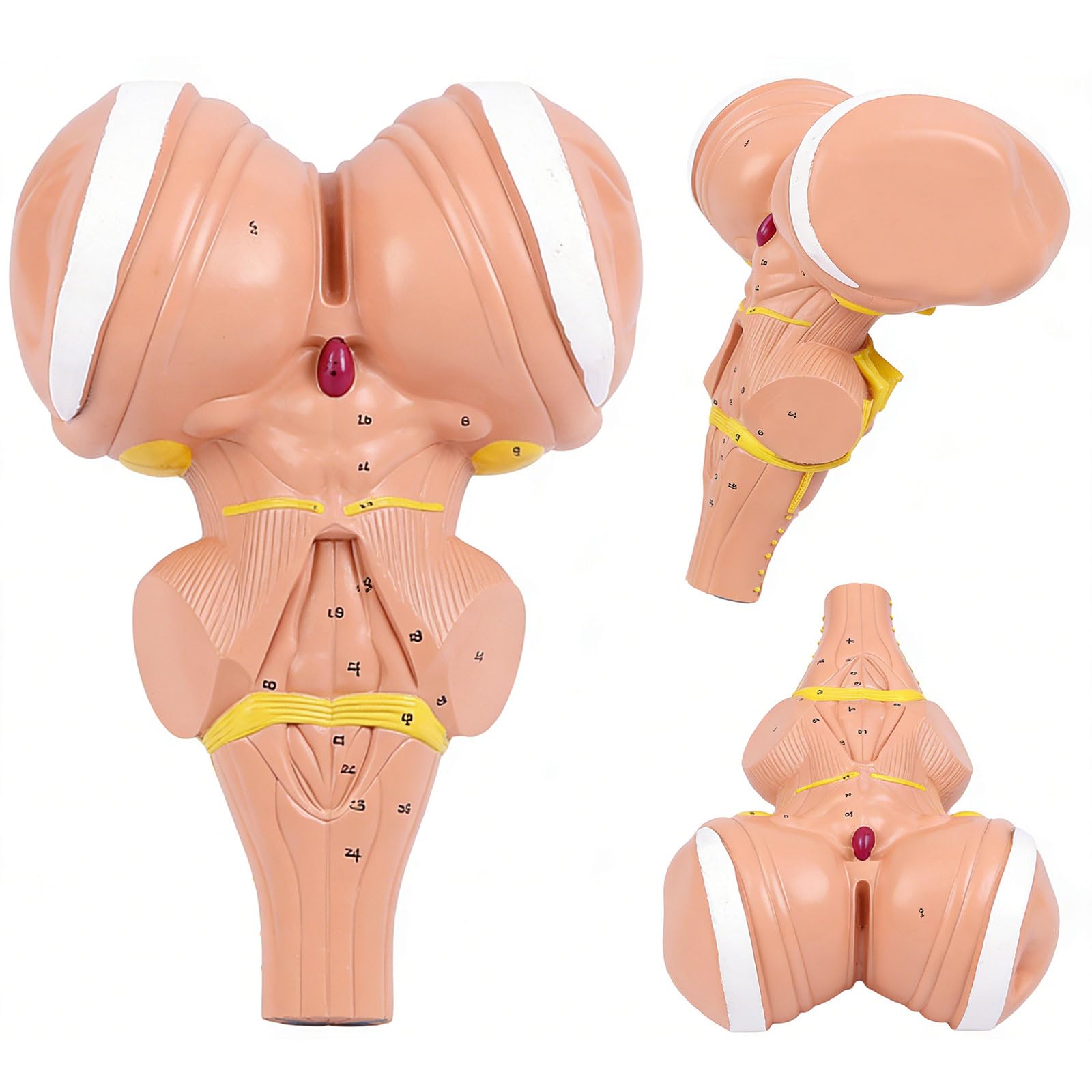 Modello anatomico del tronco cerebrale umano ingrandito 3x per programmi istruzione e formazione medica avanzati Costruzione in PVC Modello anatomico in PVC