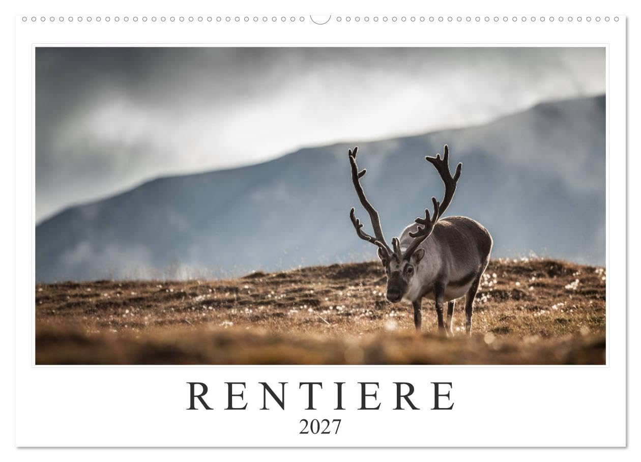 CALVENDO - Rentiere (Wandkalender 2027 DIN A2 quer), Monatskalender: Rentiere aus Nordnorwegen & Spitzbergen
