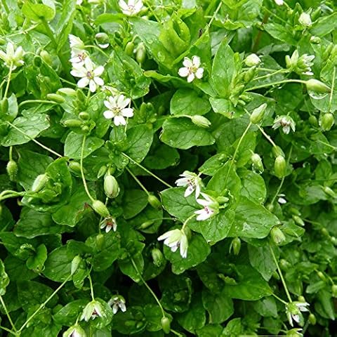 Chickweed Seeds (Stellaria Media) 100+ Culinary Edible Greens Medicinal Herb Seeds in FROZEN SEED CAPSULES for The Gardener & Rare Seeds Collector - Plant Seeds Now or Save Seeds for Years Cover