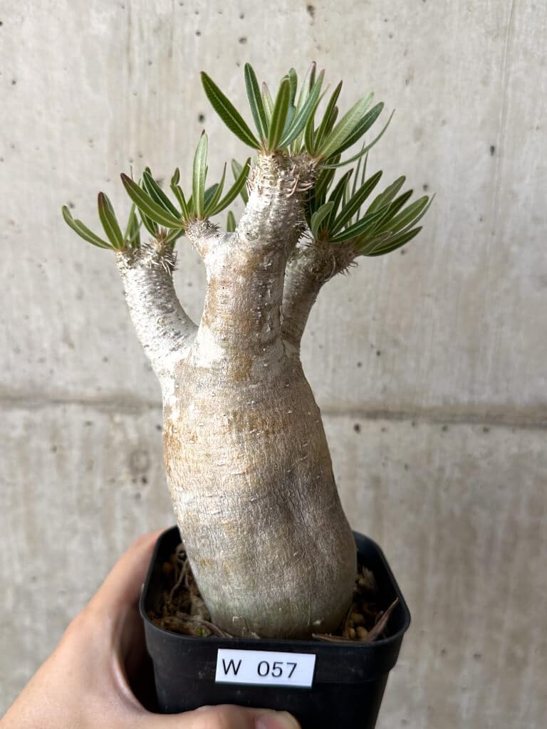 現品限り】パキポディウム・イノピナーツム 現地株 長期管理【W57