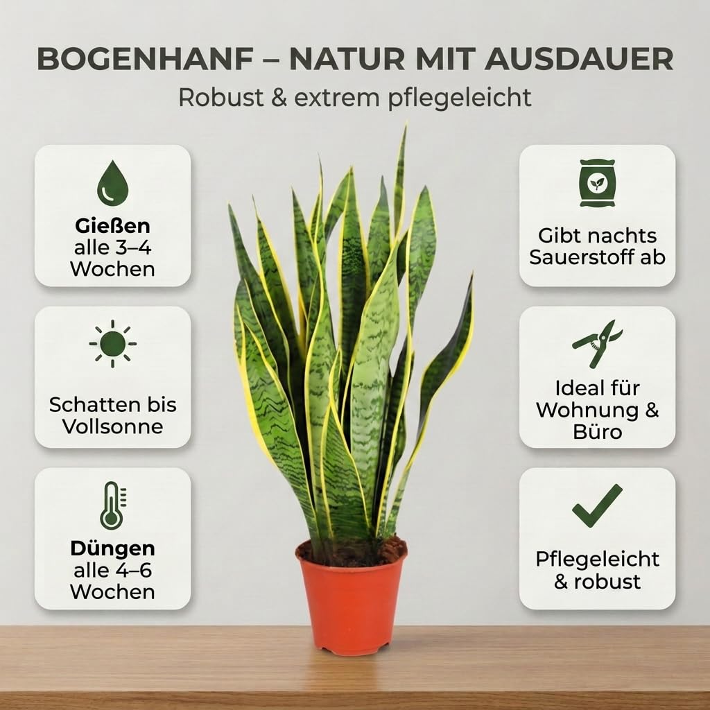Bogenhanf | 2er-Set | Sansevieria laurentii | ca. 40-50 cm | ø 12-15 cm Topf | Pflegeleichte Zimmerpflanzen für Wohnung und Büro | Qualität vom Pflanzen Profi | Ideale Raumbegrünung