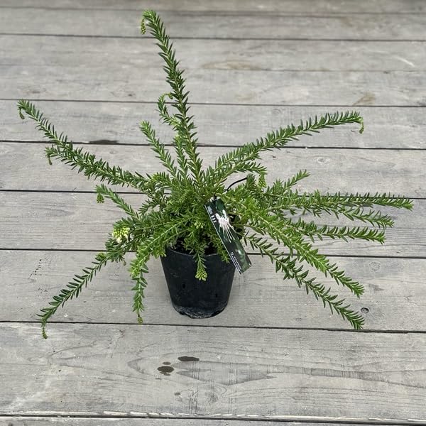 グレビレア ジュビリー : 日本花卉ガーデンセンターYahoo!店 - 通販