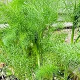 semillas de hinojo, comprar de invierno Foeniculum vulgare, de jardín semillas de cocina 800pcs