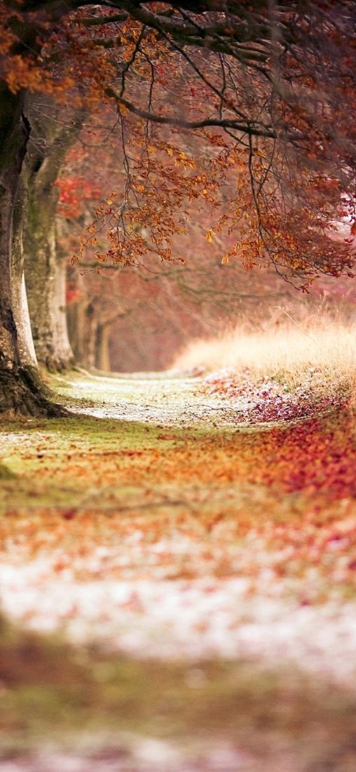 PeelitStickit, Beautiful Nature Wall Murals, ID-0016, vinyl