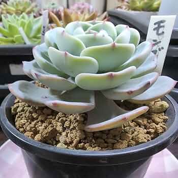 Amazon.co.jp: 多肉植物 エケベリア モンブラン ヤ即3 34