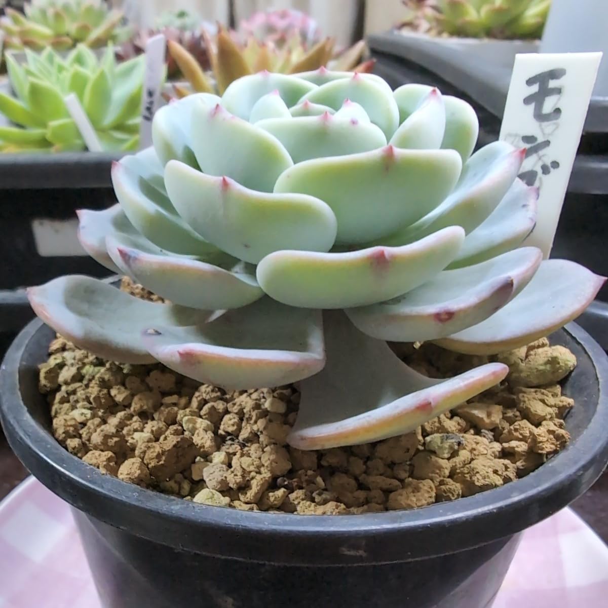 Amazon.co.jp: 多肉植物 エケベリア モンブラン ヤ即3 34 : ホーム