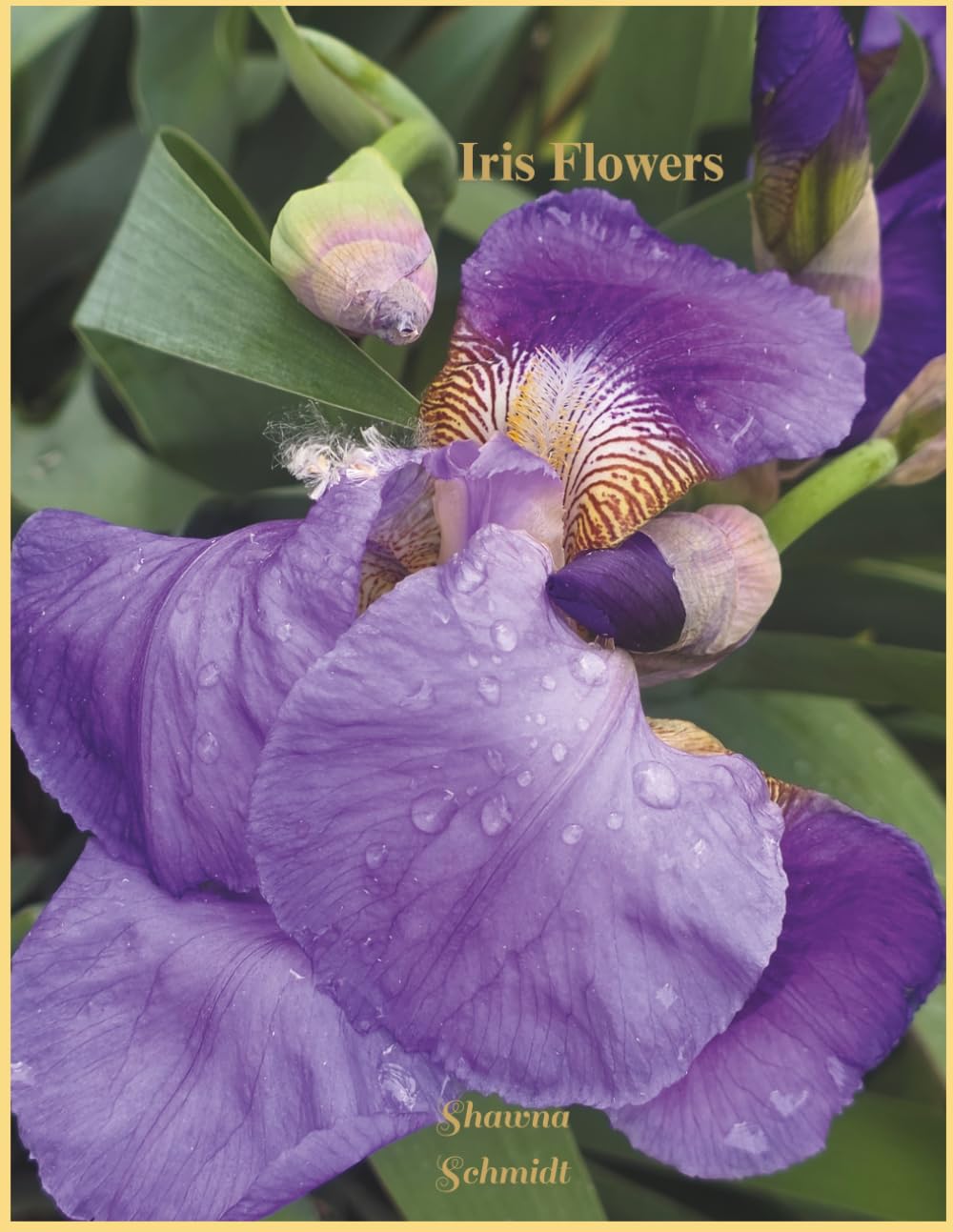 Iris Flowers: Coffee Table Book