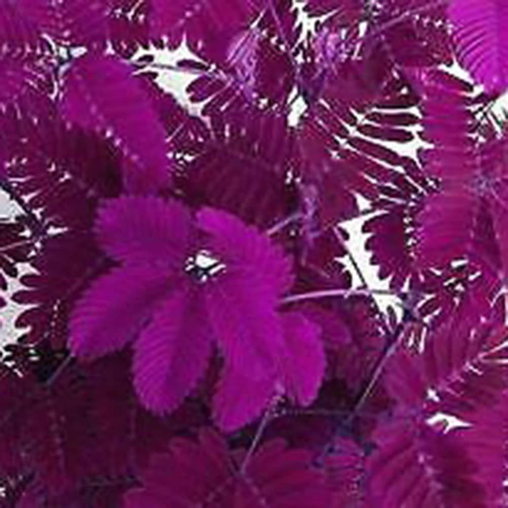 Mimosa Pudica Graines, 100 Pcs, Jardin Bonsaï Pot Plantes Décor Bleu