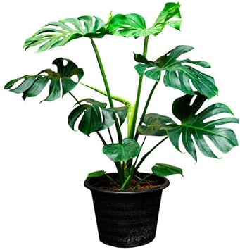 Videolu Deve Tabanı Bitkisi Geniş Yapraklı 1 Adet Saksılı 60-90Cm Ofis Bitkisi(Monstera Deliciosa)