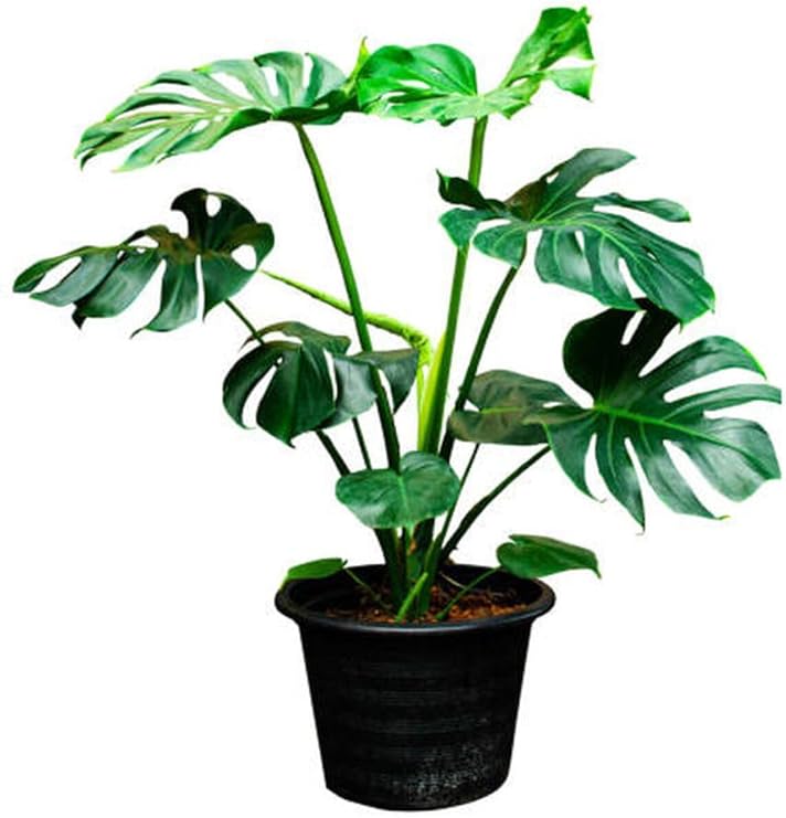 Videolu Deve Tabanı Bitkisi Geniş Yapraklı 1 Adet Saksılı 60-90Cm Ofis Bitkisi(Monstera Deliciosa)