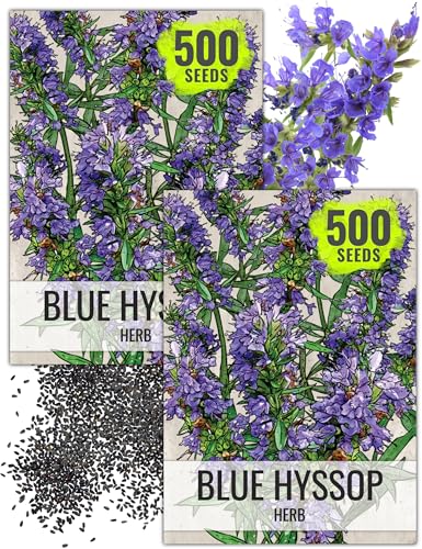 Seed Needs Hyssop Seeds for Planting Blue Hyssop Herbs...