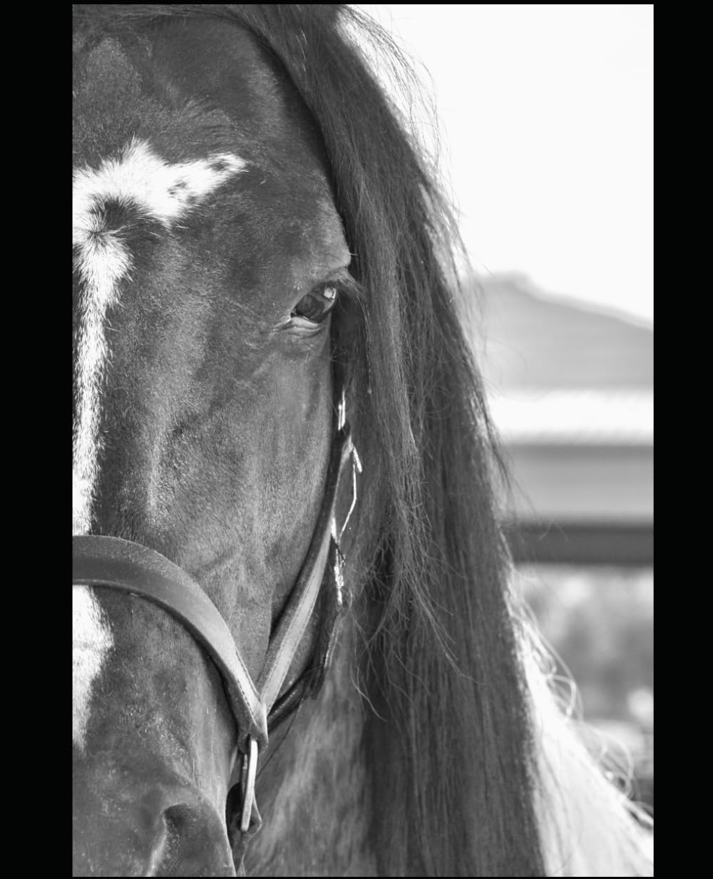 Horse Journal / Diary
