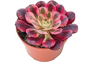 Live Rare Succulent Aeonium 'Gorgo', 4" Large Succulent Plants in Pots, Unique...