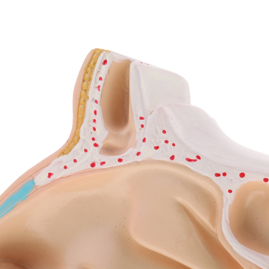 Lebensgroßes 1:1 Mund-, Rachen- Und Kehlkopfmodell – Anatomie-Lernmodell Aus PVC Mit Basis