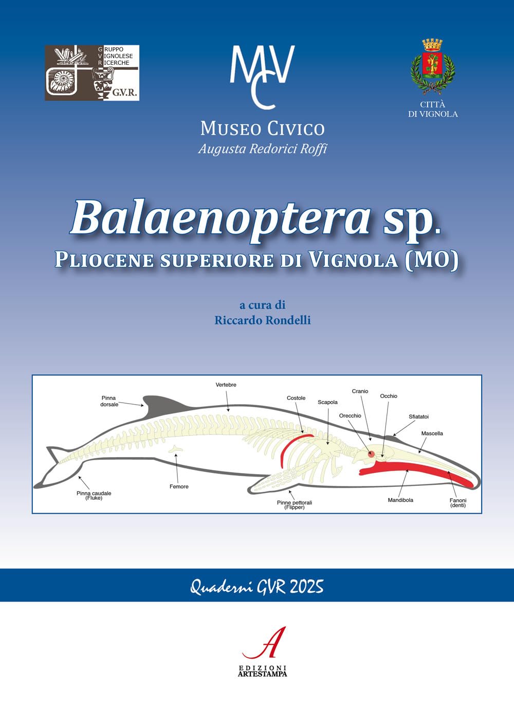 Balaenoptera Sp. Pliocene Superiore Di Vignola (Mo) - 4